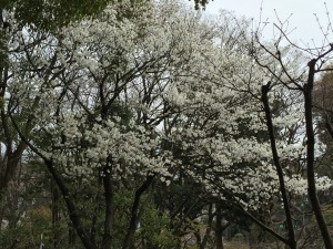 IMG_3040