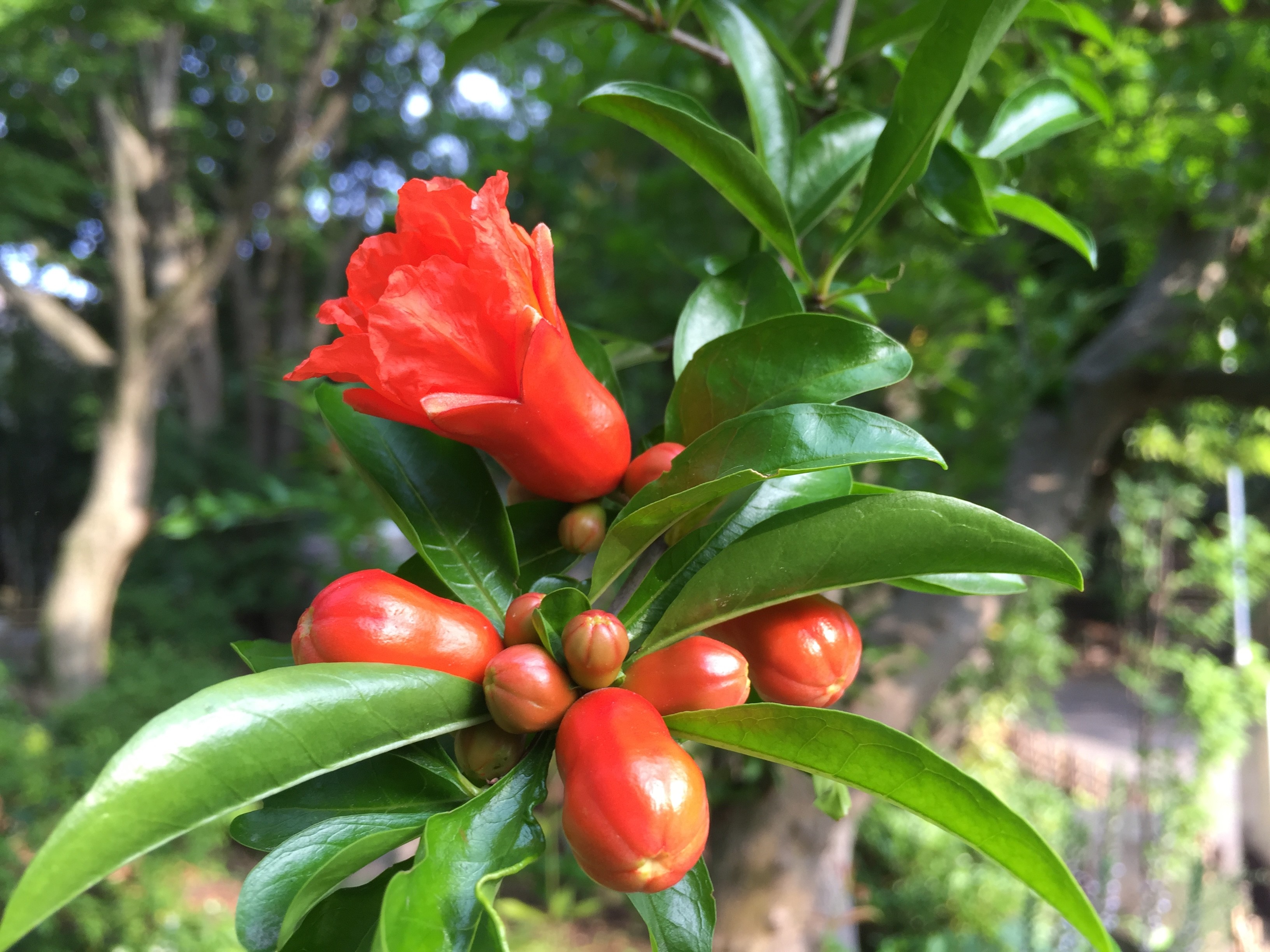 ザクロの花