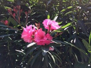 IMG_3261