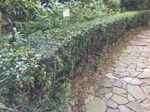 混ぜ垣の刈り込み