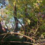 ムラサキシキブ