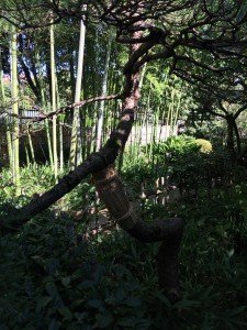 アイグロマツのコモ巻き