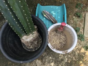 柱サボテンの植替え