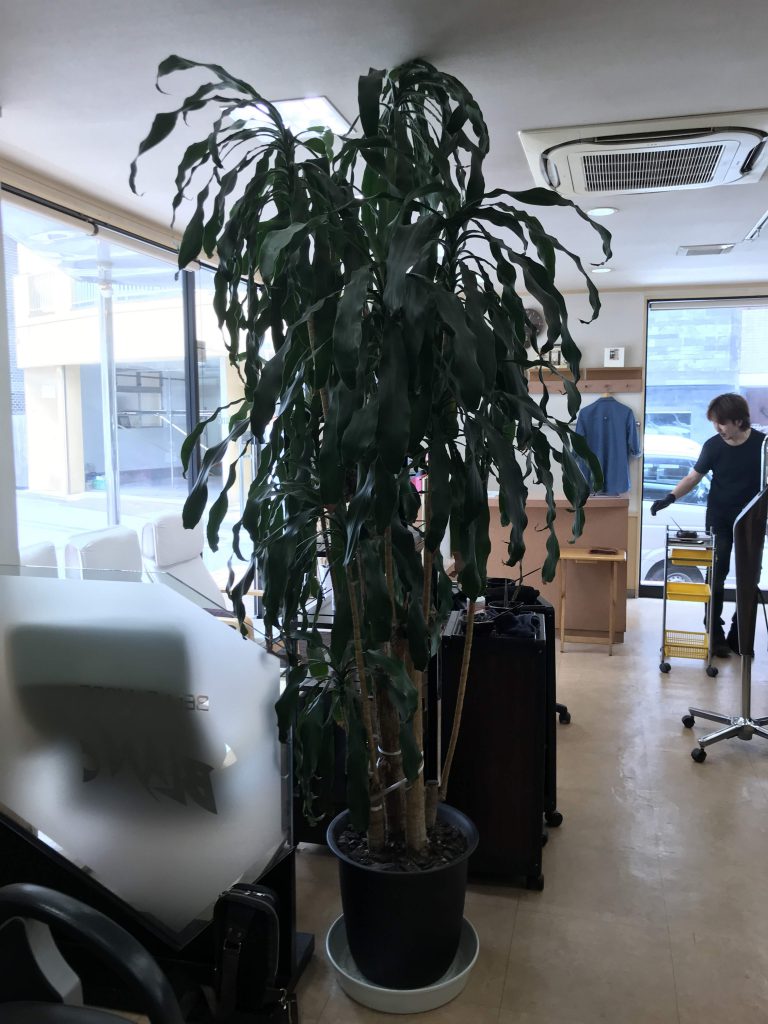 ドラセナの植替え - 植栽管理 みどり屋