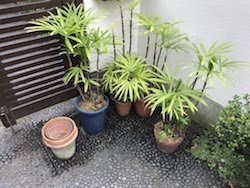 シュロチクの植替え