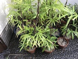 シュロチク植替え
