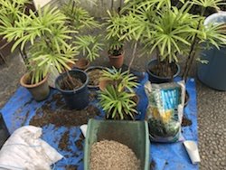 植替え作業