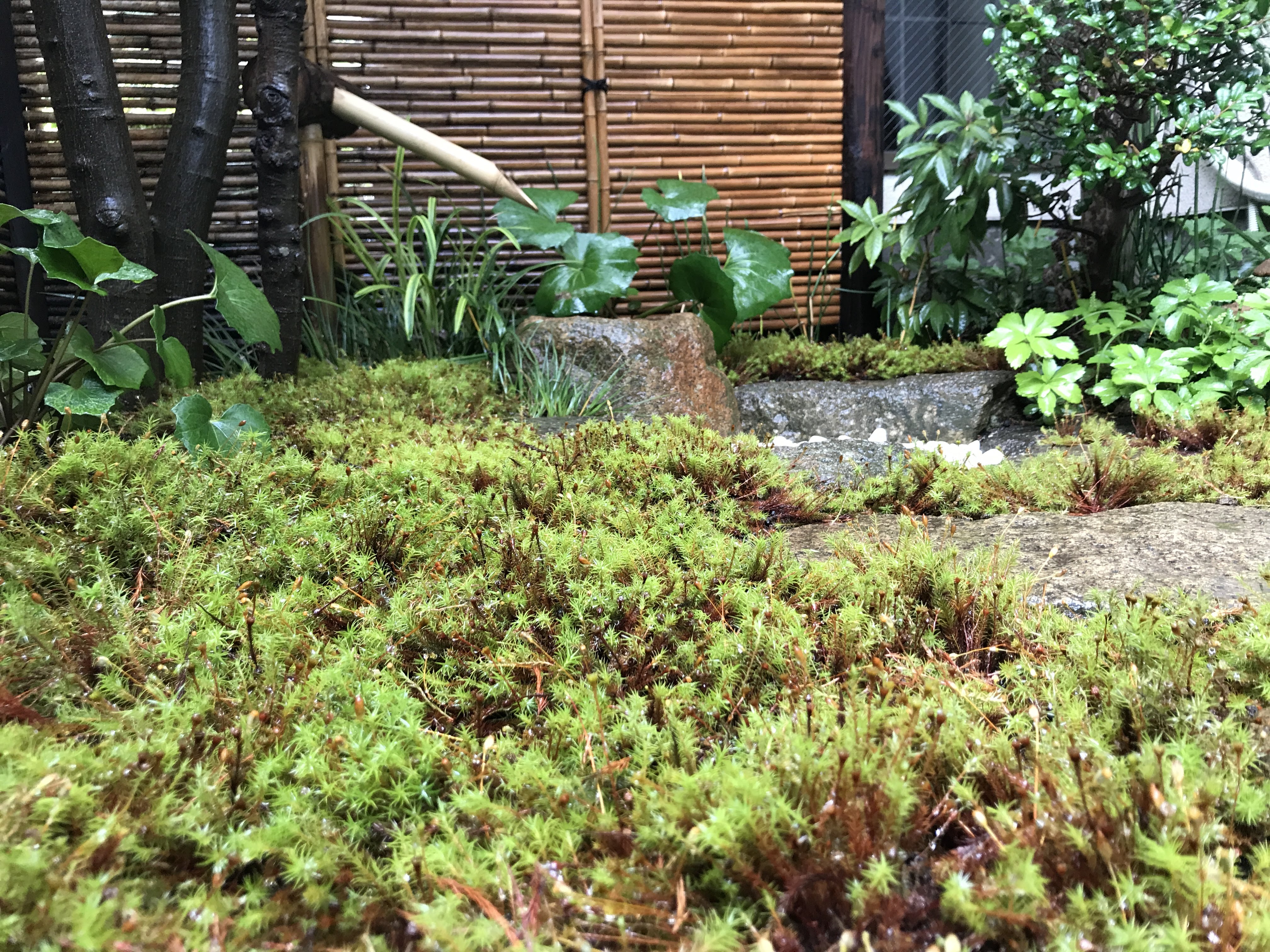 20180831moss